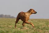 RODESIAN RIDGEBACK 138